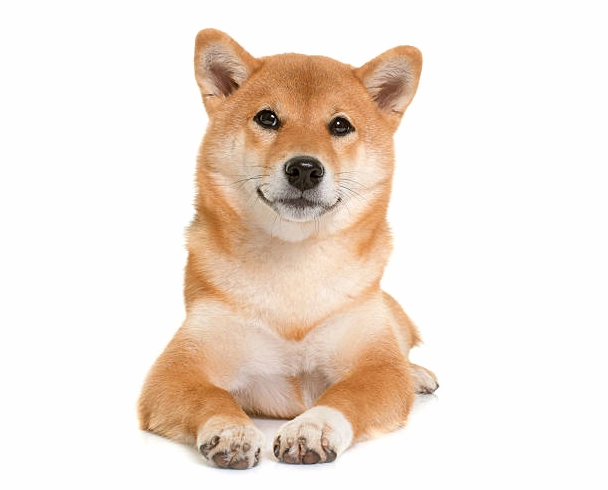 Ảnh cho siba con ngộ nghĩnh trên nền trắng