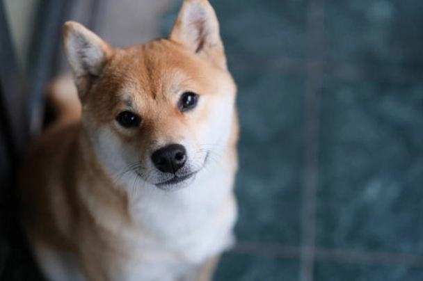 Ảnh cho siba con yên tĩnh nhìn vào ống kính