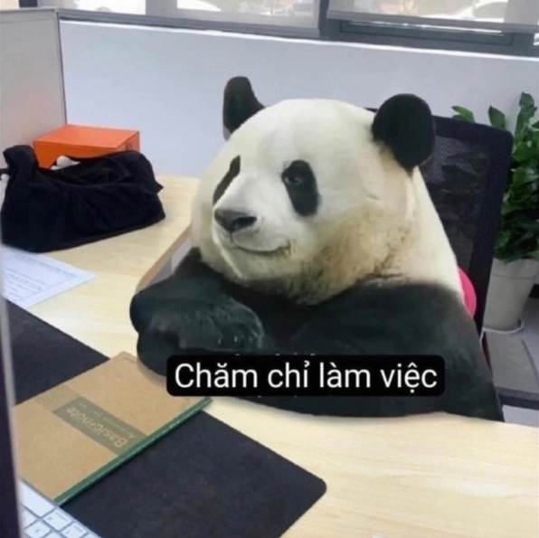 Ảnh meme gấu trúc bựa cực lầy lội