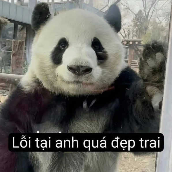 Ảnh meme gấu trúc chắp tay cáo từ