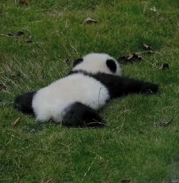 Ảnh meme gấu trúc cười ra nước mắt