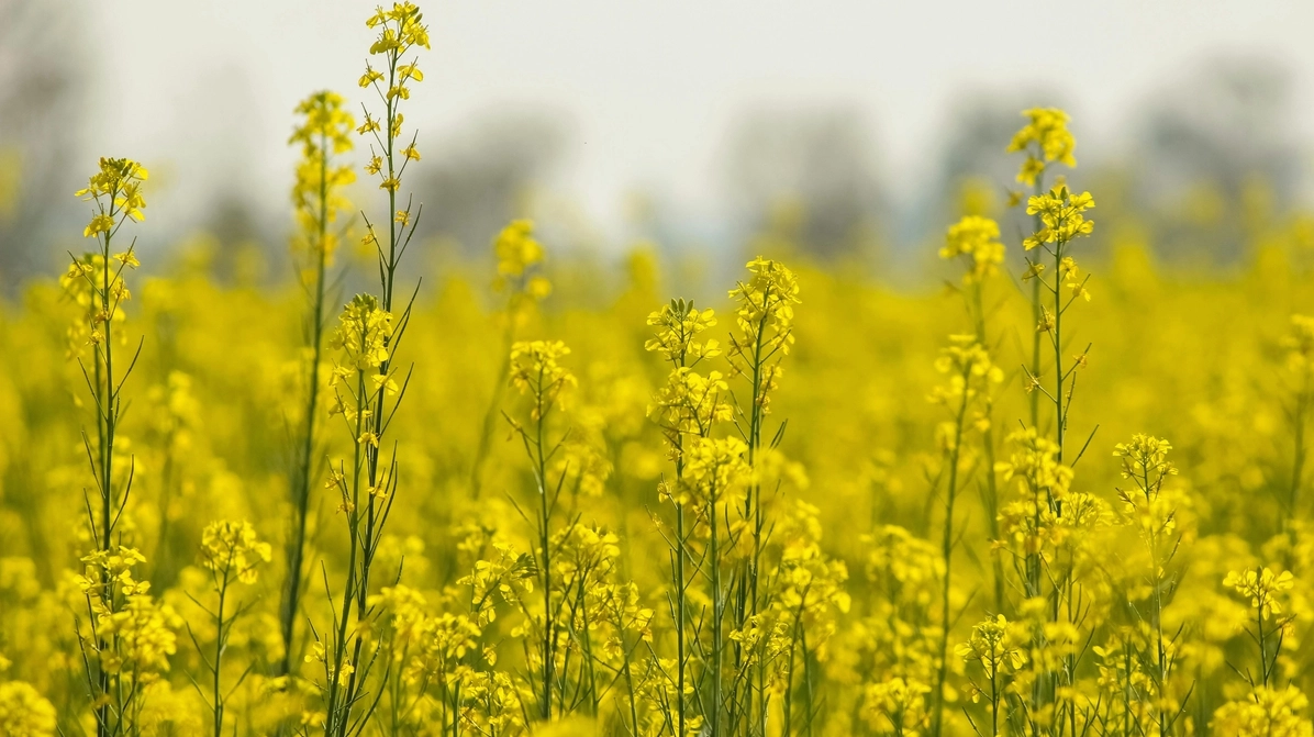 Biển hoa cải vàng Fansipan