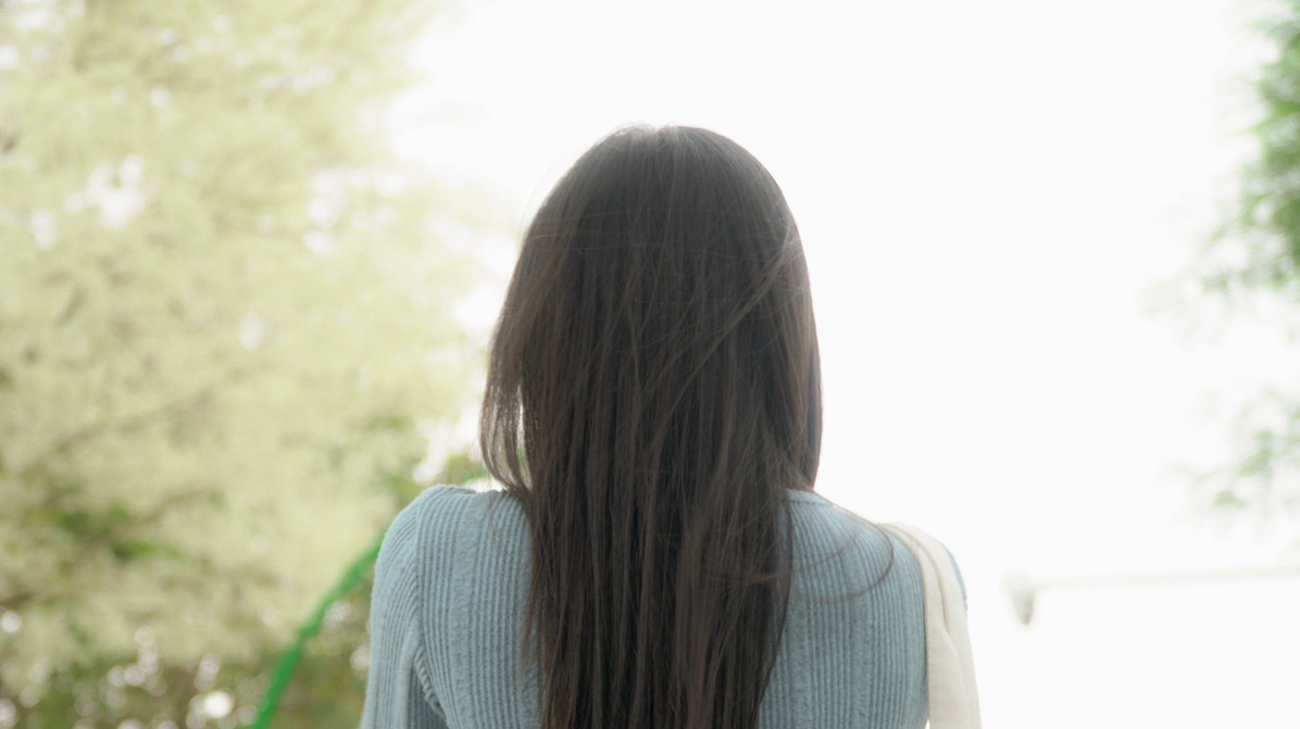 Cây hoa sưa bung nở ở Hà Nội