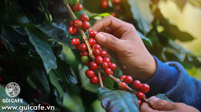 Chi tiết về giá cà phê hôm nay tp bảo lộc (lâm đồng)