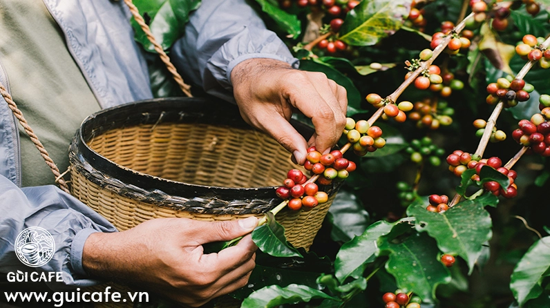 Chi tiết về giá cà phê hôm nay tp bảo lộc (lâm đồng)