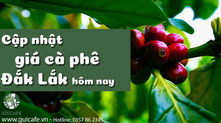 Chi tiết về giá cà phê hôm nay tp bảo lộc (lâm đồng)