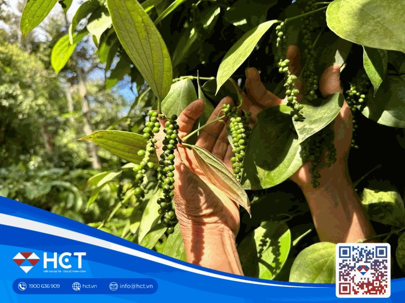 Chi tiết về giá cà phê hôm nay tp buôn ma thuột đắk lắk