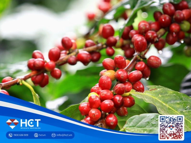 Chi tiết về giá cà phê hôm nay tp buôn ma thuột đắk lắk