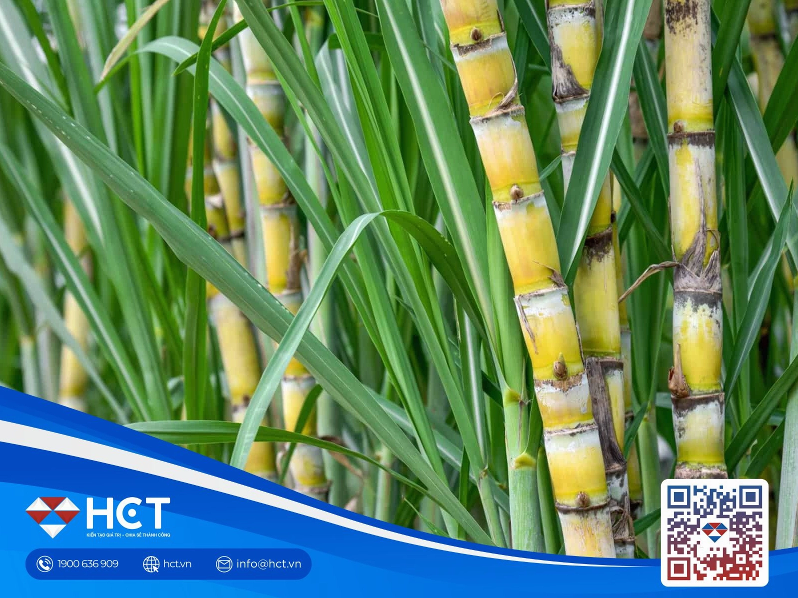 Chi tiết về giá cà phê hôm nay tp buôn ma thuột đắk lắk