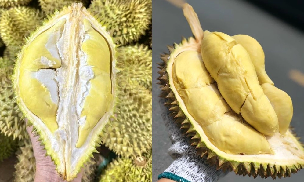 Chi tiết về giá sầu riêng hôm nay tại tây nguyên