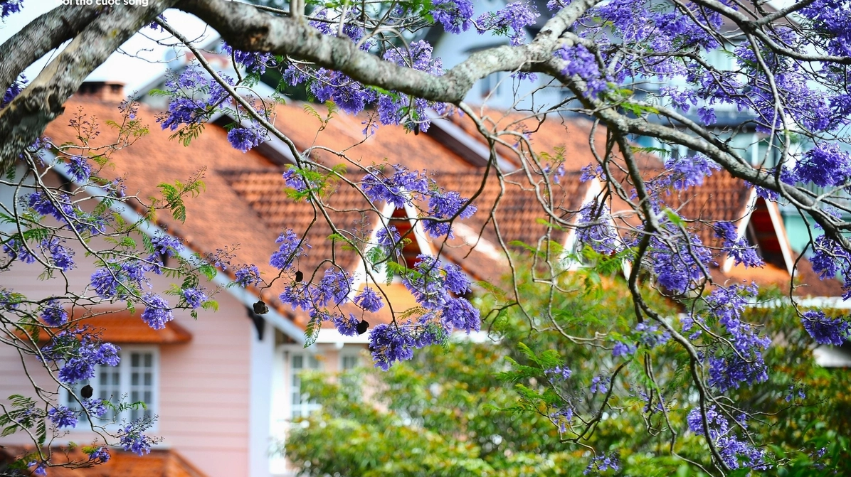 Đà Lạt tím biếc trong nắng tháng Ba