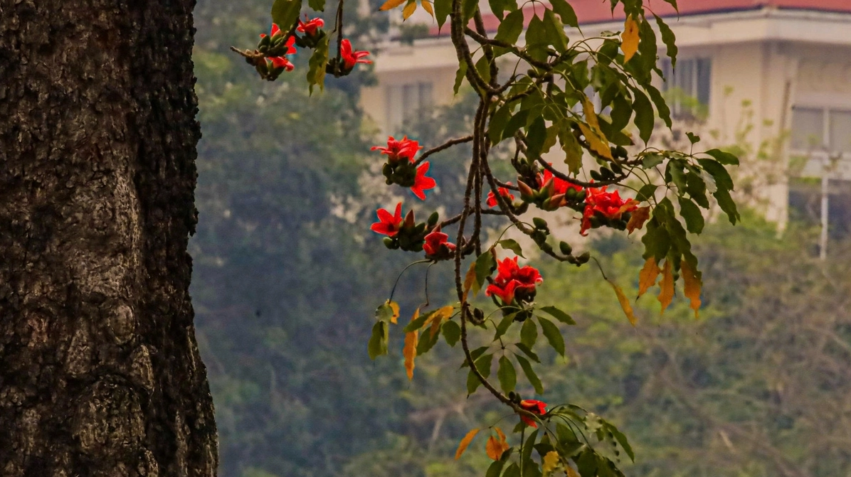 Hà Nội rực đỏ hoa gạo mùa giao mùa