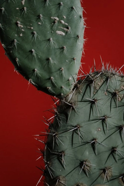 Miễn phí Ảnh lưu trữ miễn phí về bối cảnh, cận cảnh, cây xương rồng Ảnh lưu trữ