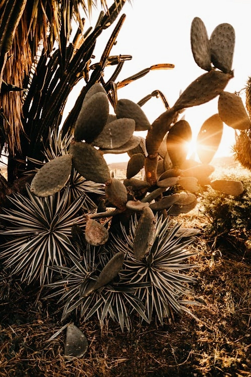 Miễn phí Cây Xương Rồng Xanh Ảnh lưu trữ