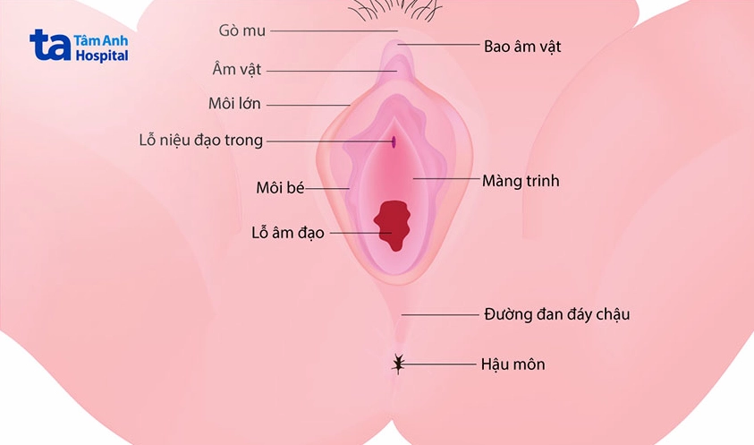 Minh họa vị trí chính xác của màng trinh trong cấu trúc sinh dục nữ