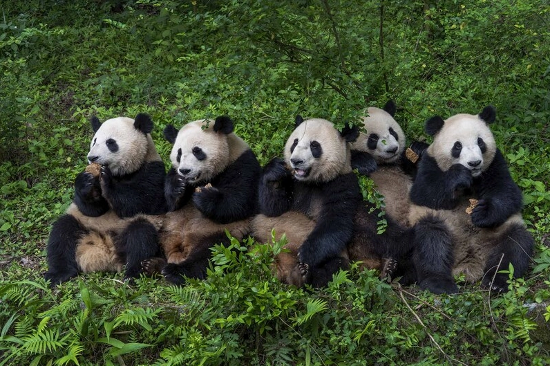 Phượng Hoàng Cổ Trấn về đêm với ánh đèn lung linh trên sông, một nét đẹp quyến rũ của Ảnh thiên nhiên trung quốc