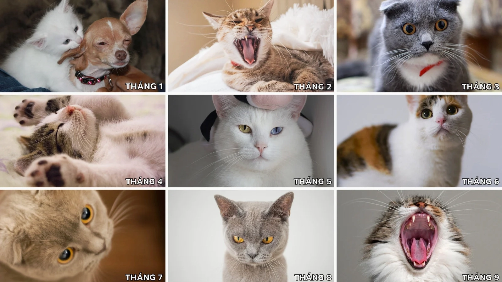 Bảng tổng hợp 9 tâm trạng khác nhau hàng tháng của mèo dùng làm ảnh chế