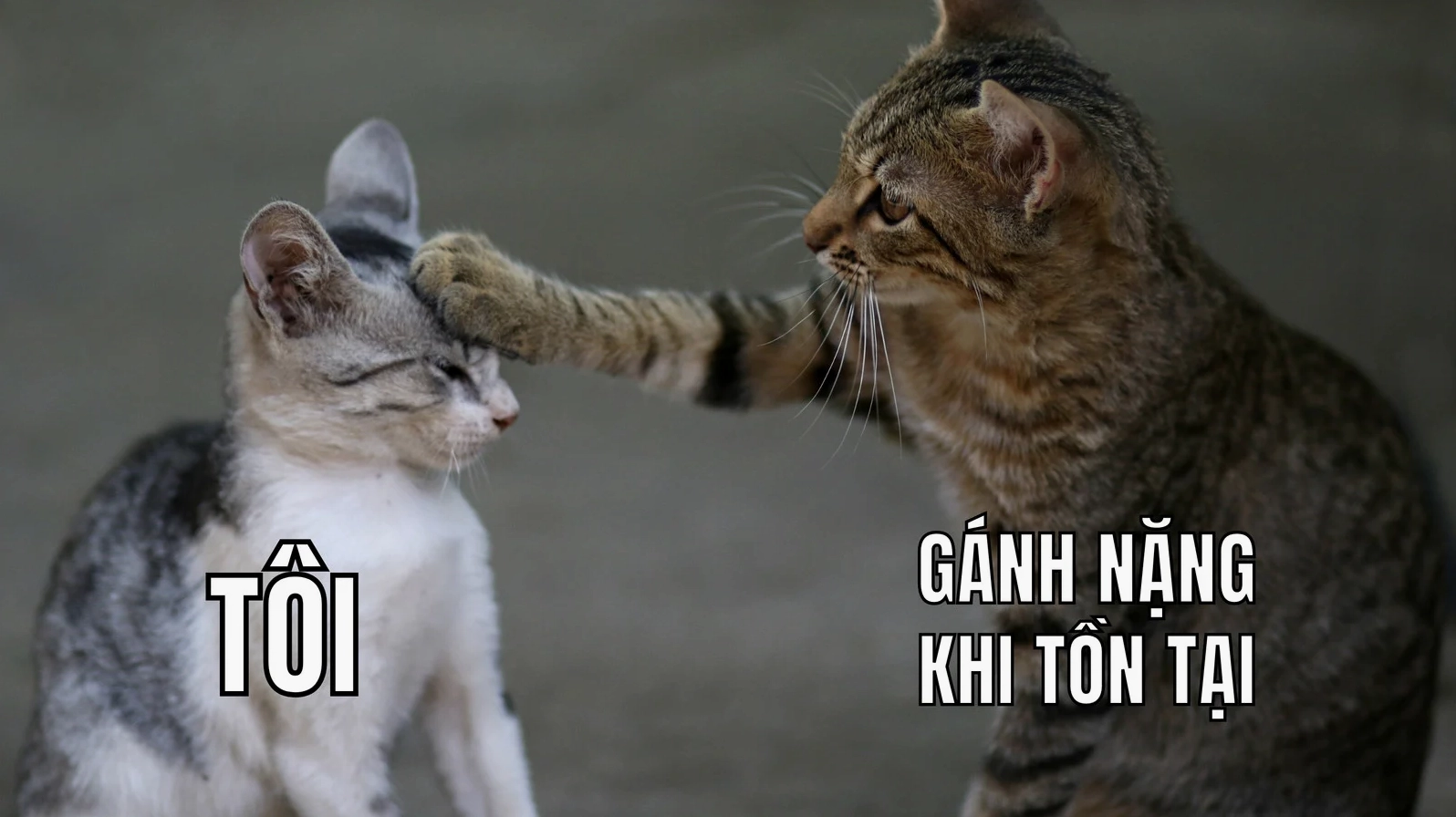 Bức ảnh chế hài hước cảnh mèo đặt bàn chân lên đầu với dòng chữ suy ngẫm về sự tồn tại
