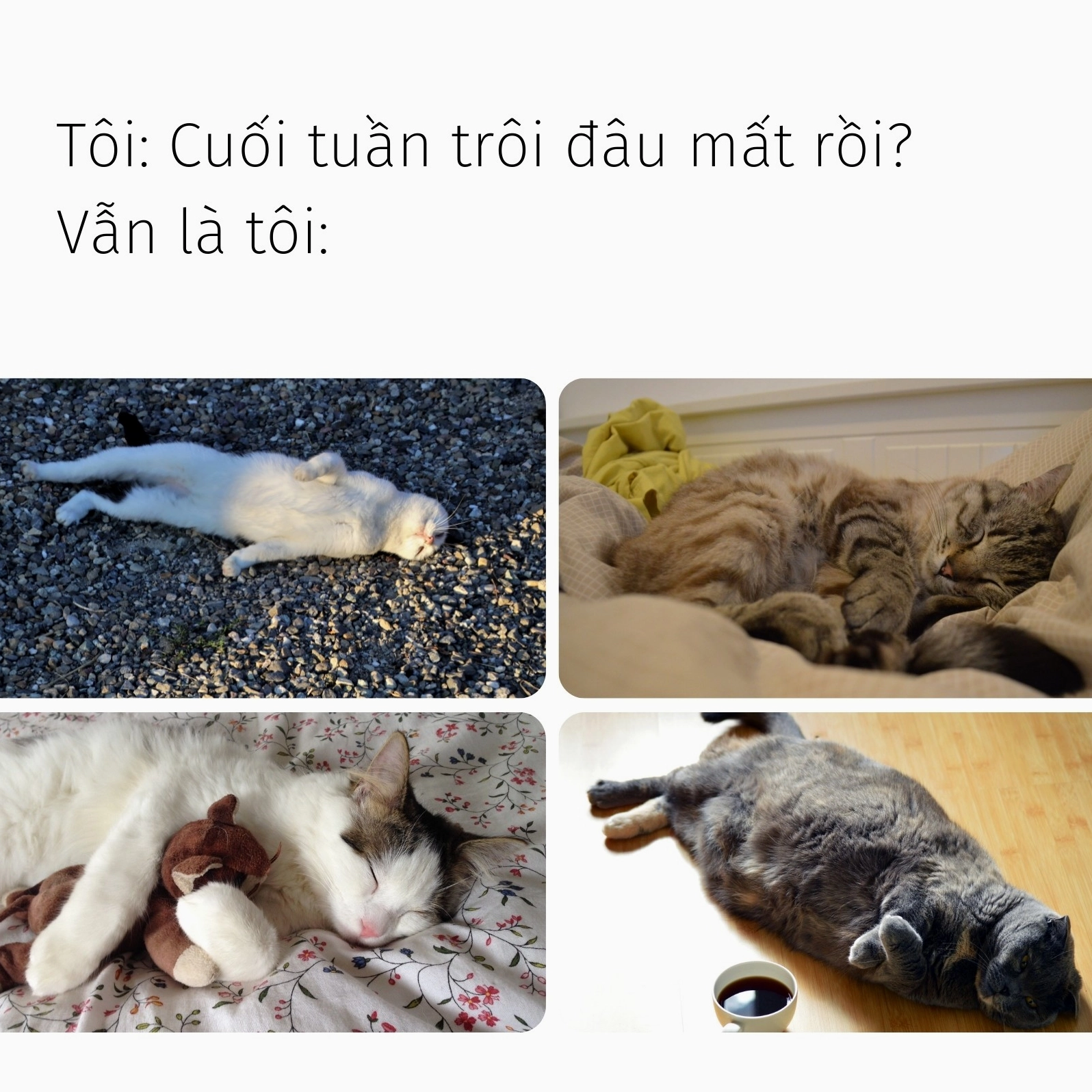 Bức ảnh chế hình vuông ghi lại khoảnh khắc lười biếng của chú mèo trong ngày cuối tuần