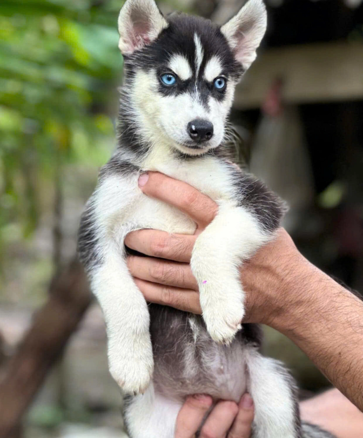 Bức ảnh chụp chó Husky siêu ngầu với ánh mắt xanh đầy sắc sảo