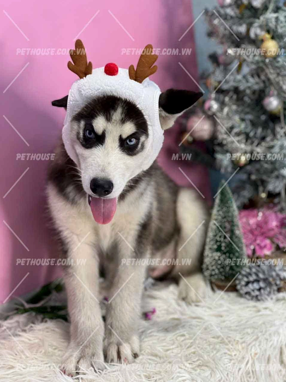 Bức ảnh chụp chú chó Husky ngáo ngơ màu đen trắng cực kỳ đáng yêu