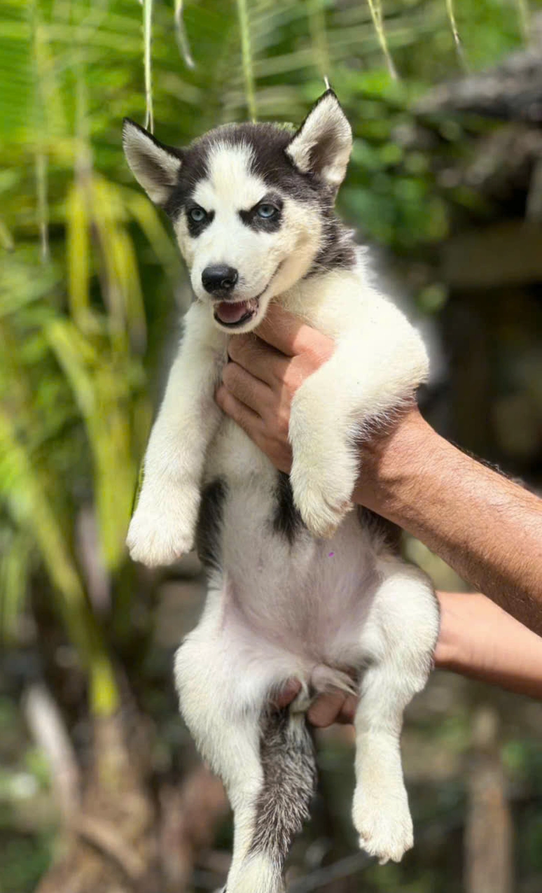 Chó Husky đại ngáo sở hữu đôi mắt màu xanh dương cuốn hút