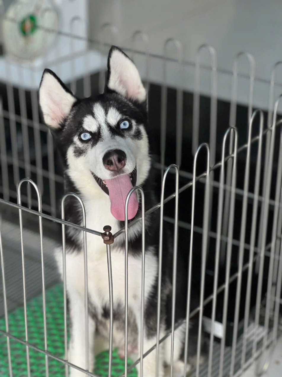 Chó Husky mắt xanh nổi bật với bộ lông màu đen trắng truyền thống