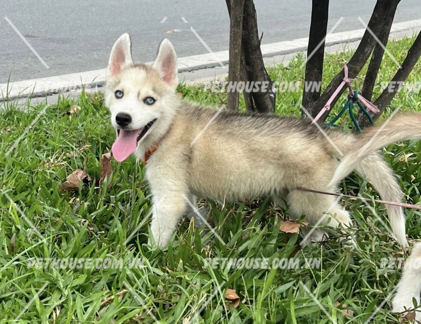 Hình ảnh chó Husky đứng oai vệ đầy dũng mãnh