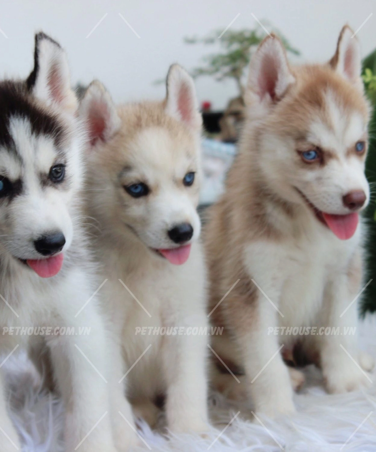 Hình ảnh một đàn chó Husky đang tụ tập vui đùa vô cùng đáng yêu