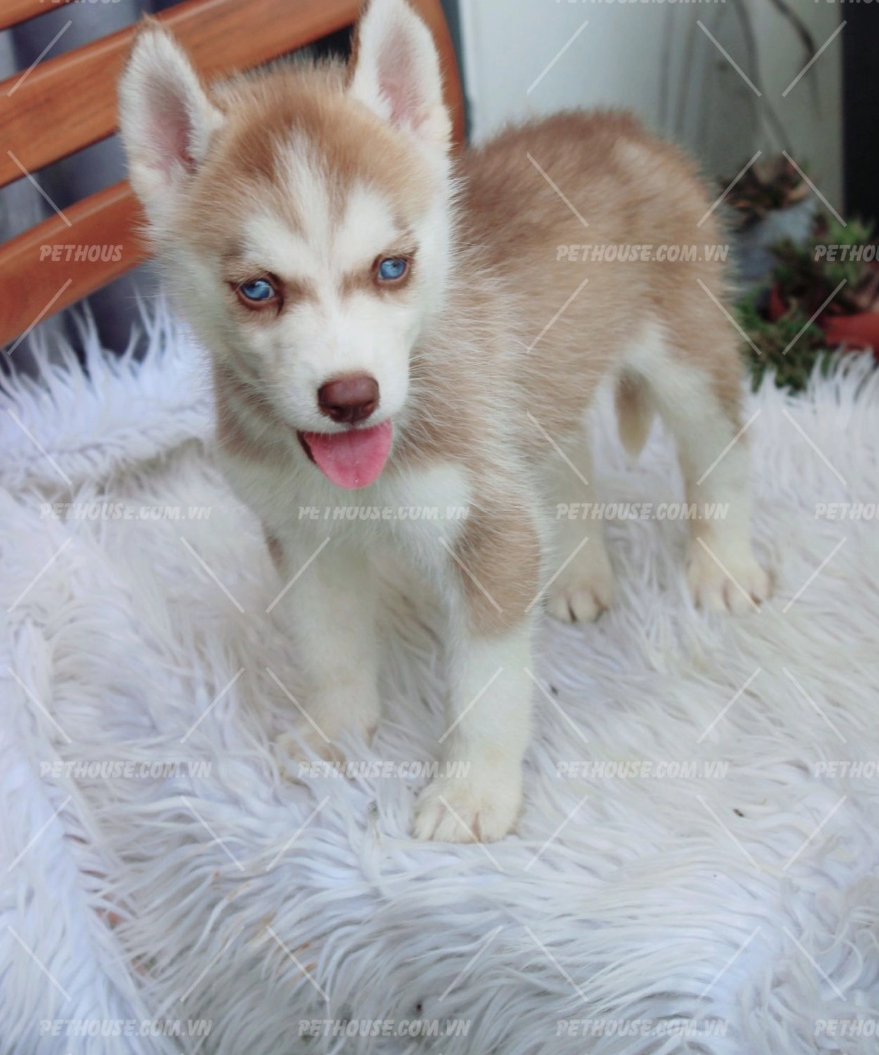 Hình ảnh tuyệt đẹp của giống chó Husky sở hữu bộ lông màu nâu đỏ