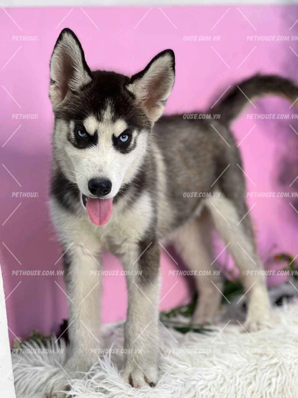Khoảnh khắc chó Husky ngáo màu đen trắng với biểu cảm hài hước