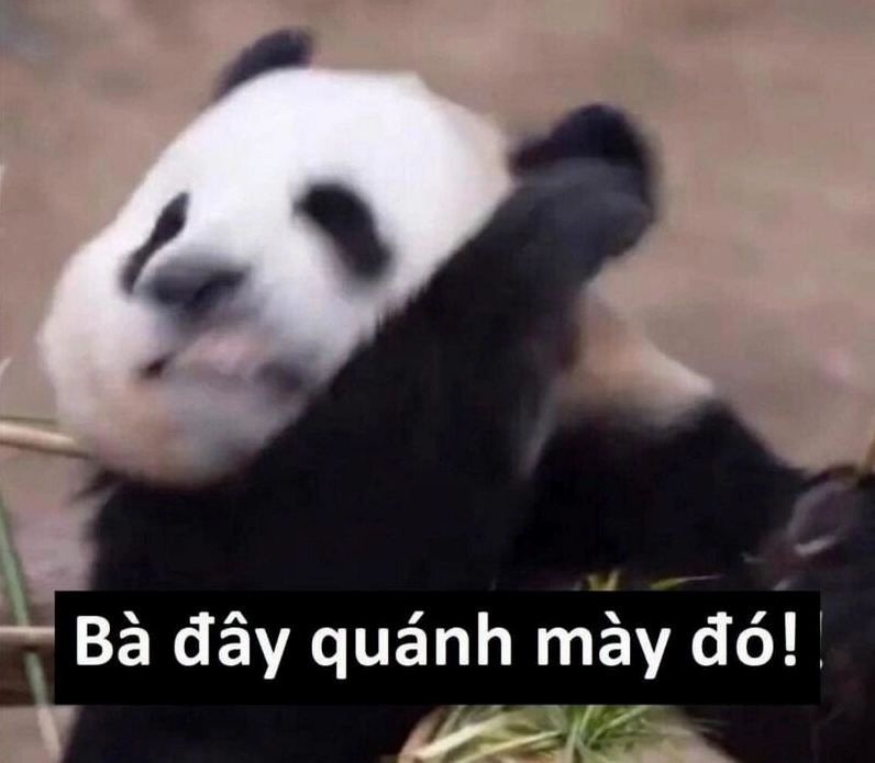 Meme gấu trúc với hành động đáng yêu và hài hước