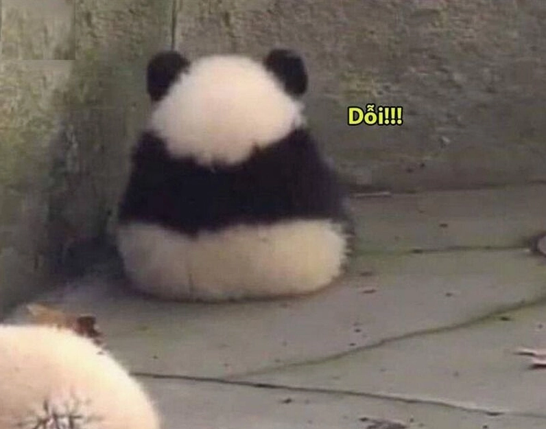 Một khoảnh khắc ngộ nghĩnh của gấu trúc