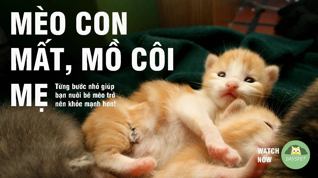 Bác sĩ thú y kiểm tra sức khỏe mèo con