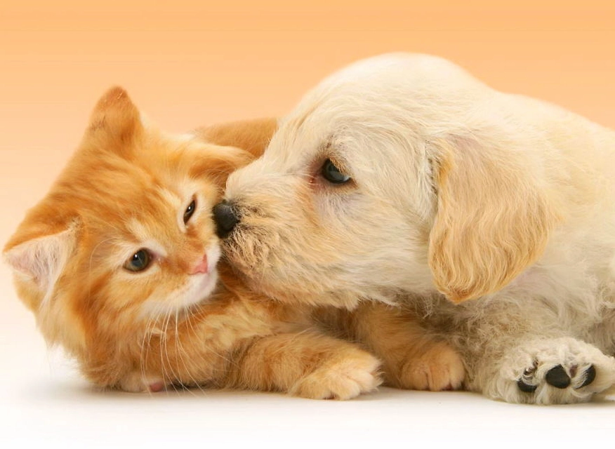 Chó và mèo cùng nhau ngồi