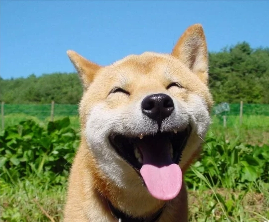 Chó và mèo cùng nhìn về một hướng
