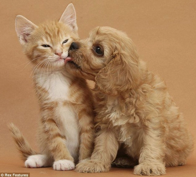 Chú chó con với vẻ mặt tò mò
