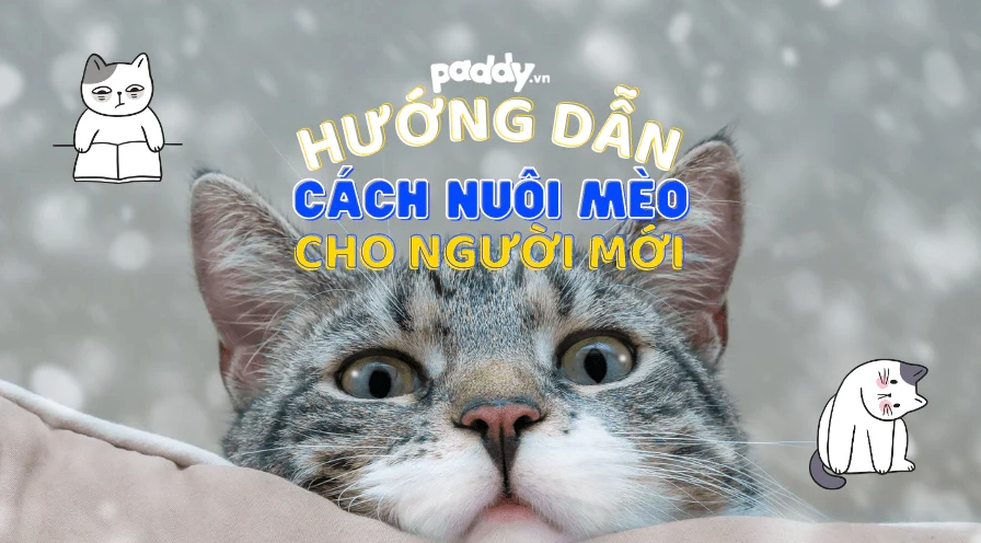 Mèo con đang chơi đùa với đồ chơi